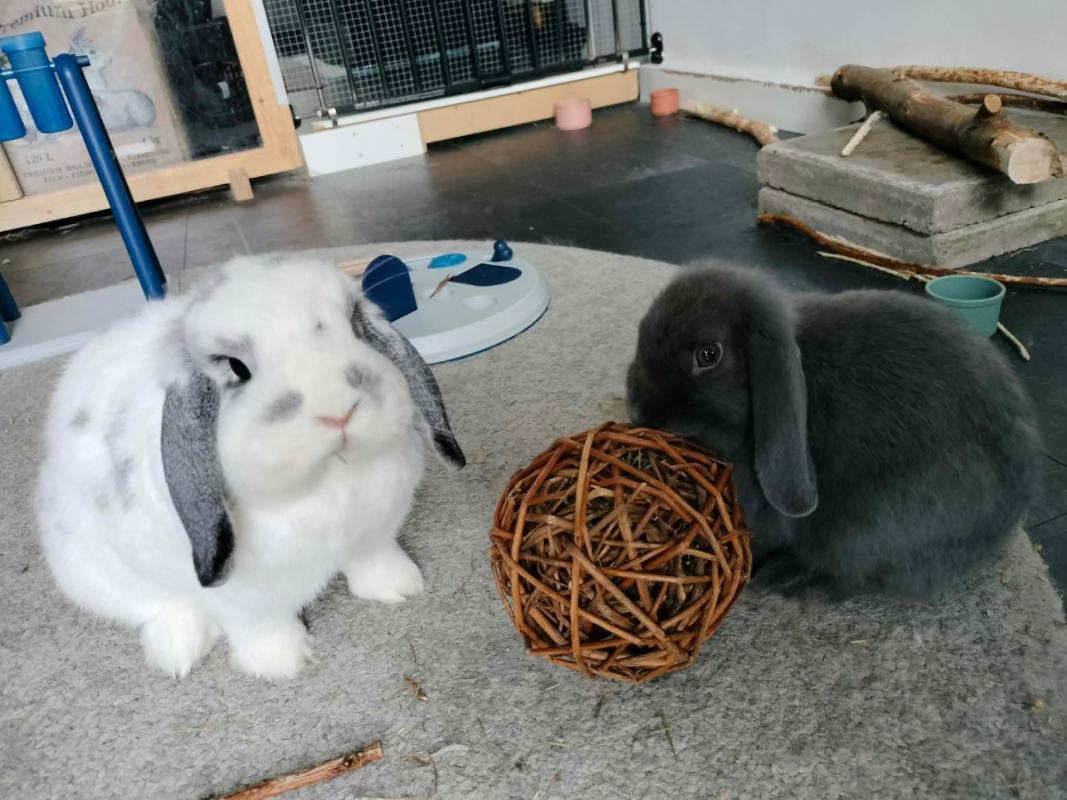 Fristi + Leoor + Bunny