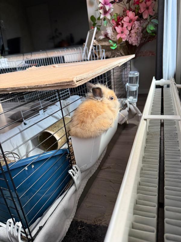 Fristi + Leoor + Bunny