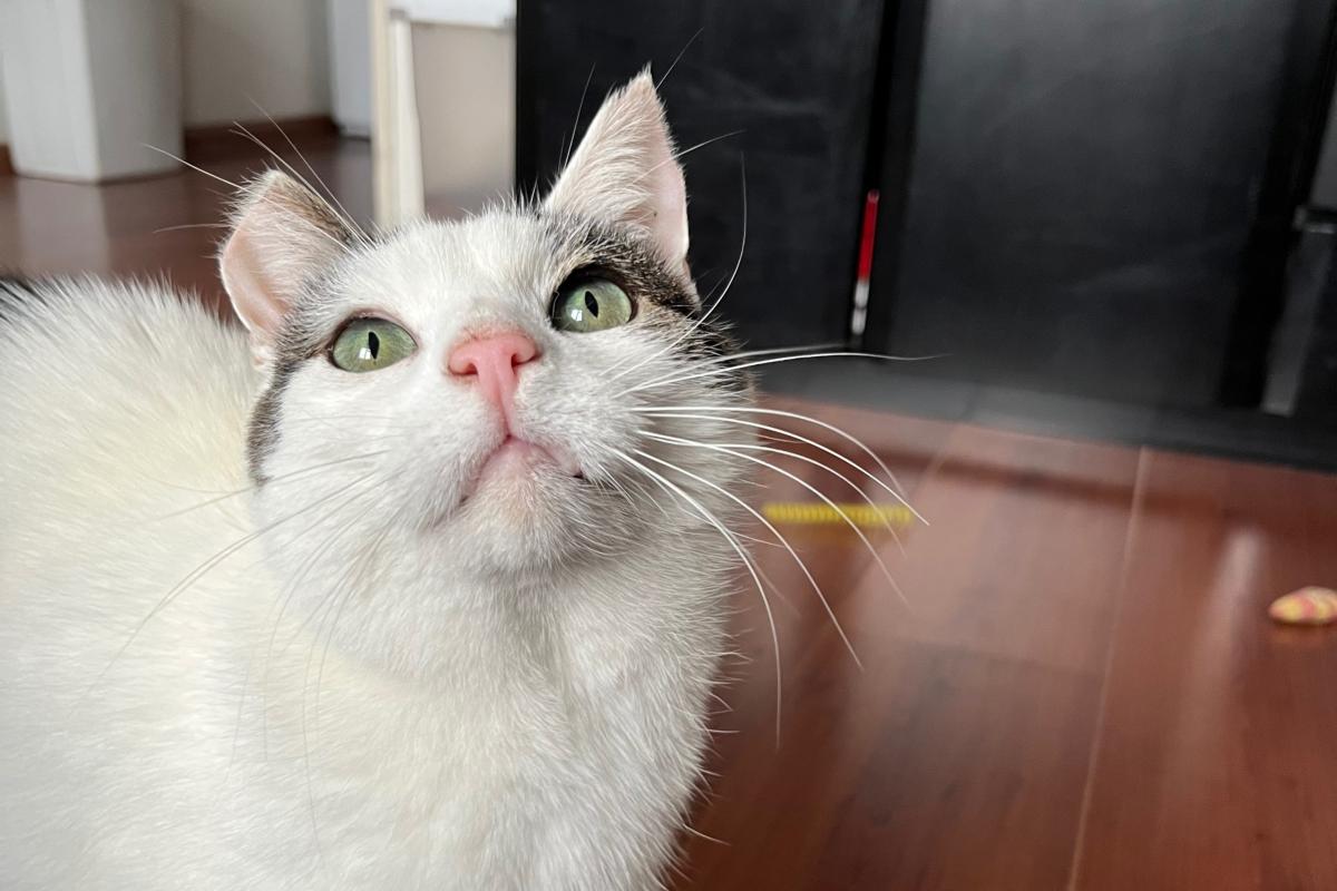 Tika