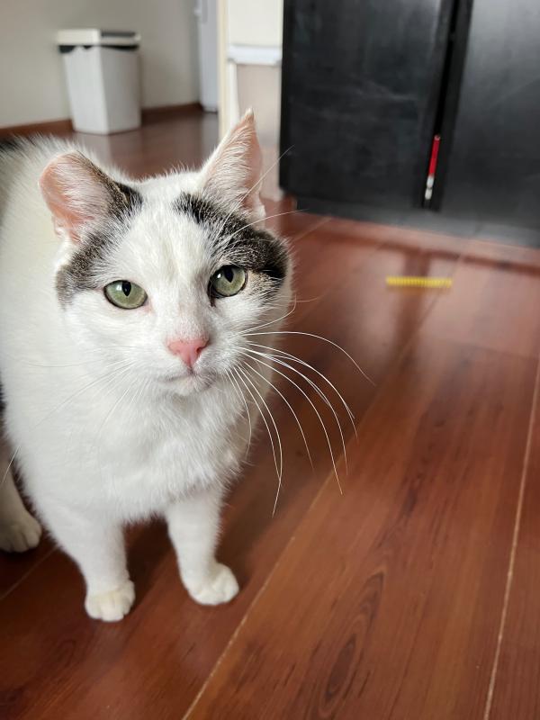 Tika