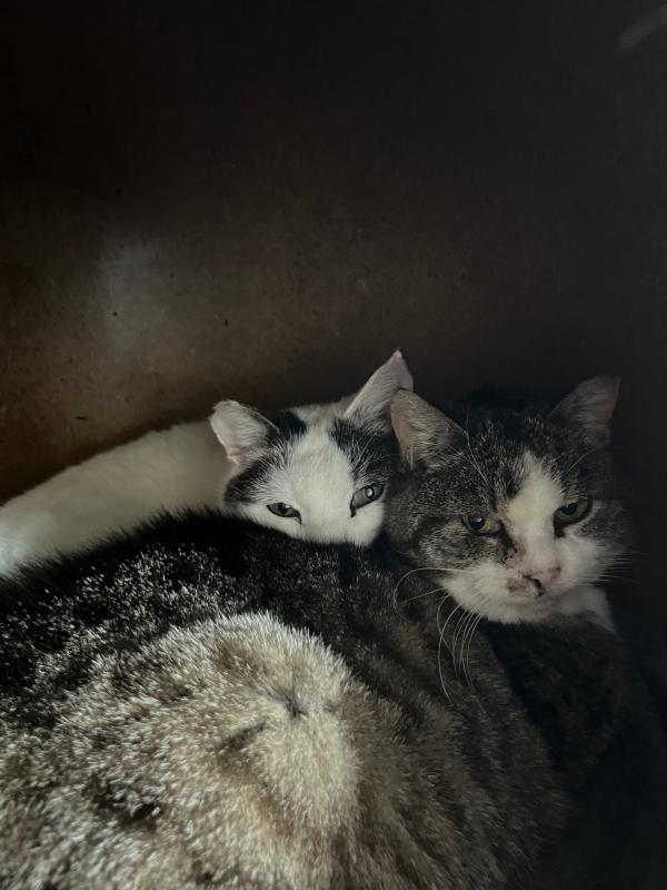 Naya