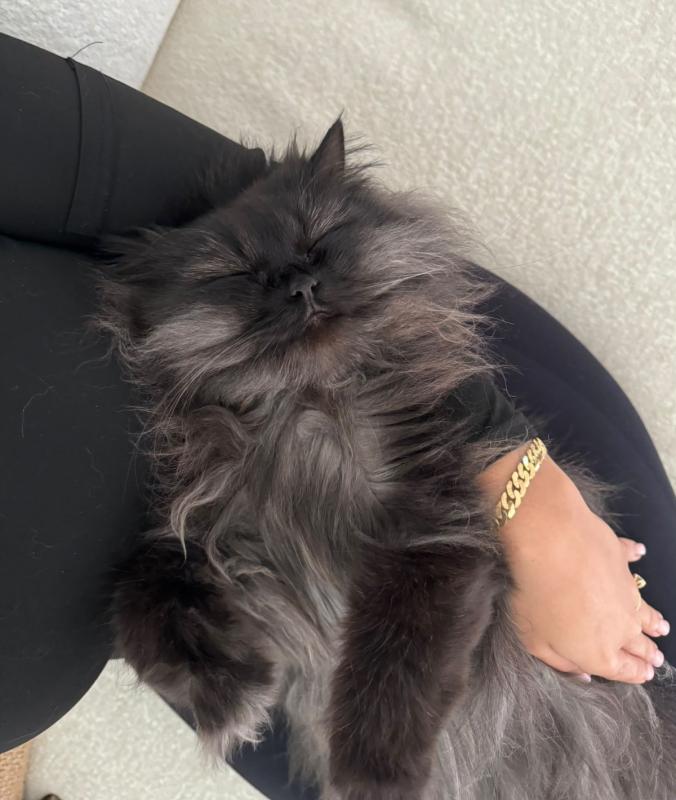 Teddy