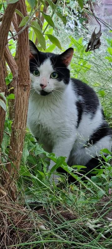 Wilson