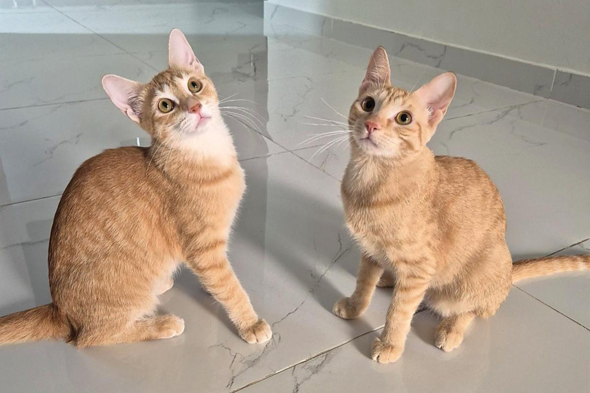 Mia