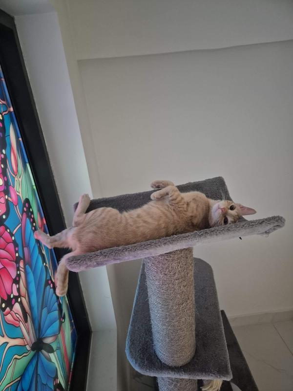 Mia