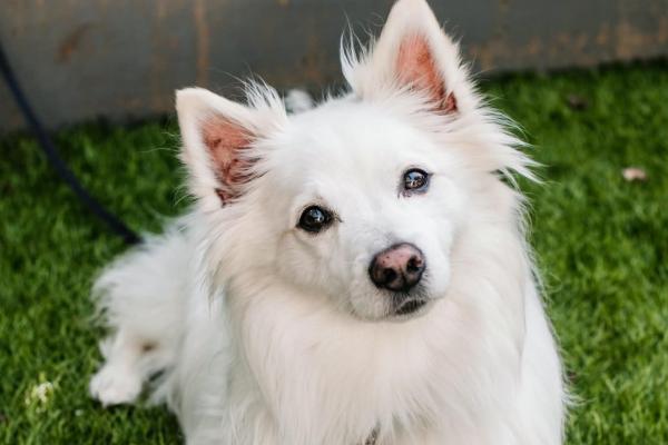 Luca