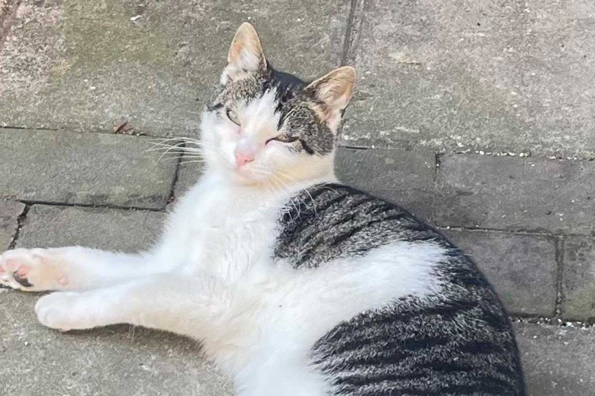 Balthazar (Balti)