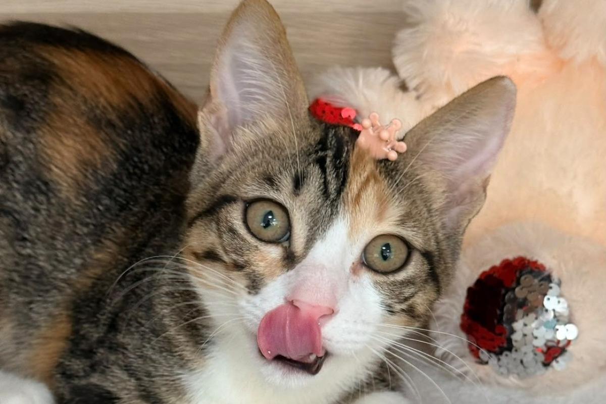 Perla