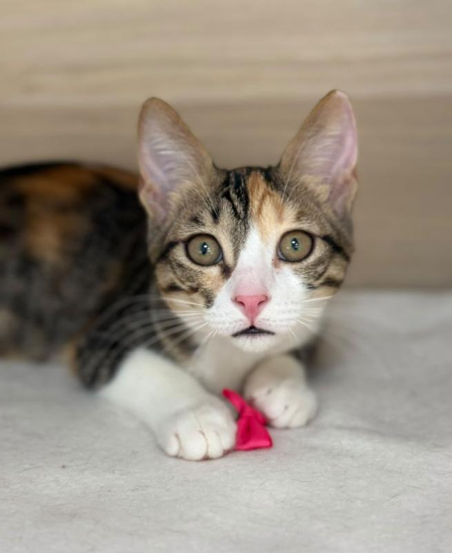 Perla