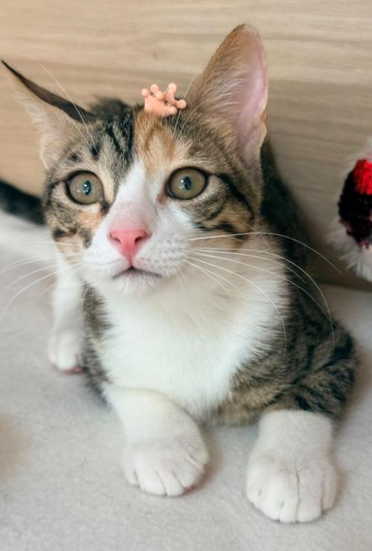 Perla