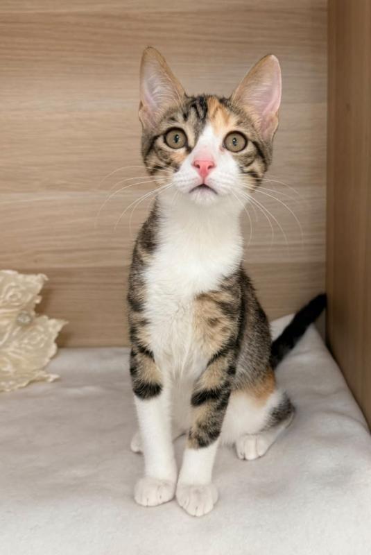 Perla