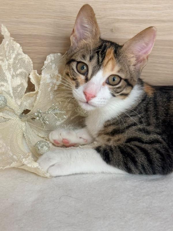 Perla
