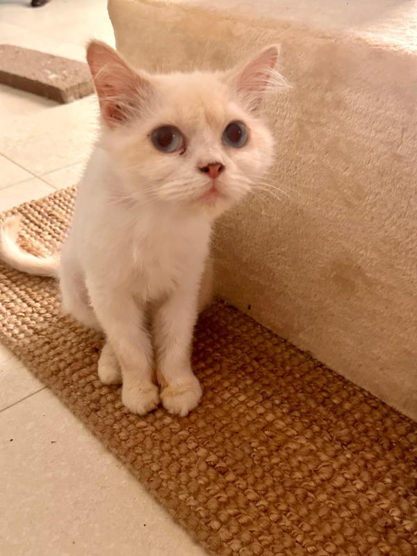 Royal Whiskers
