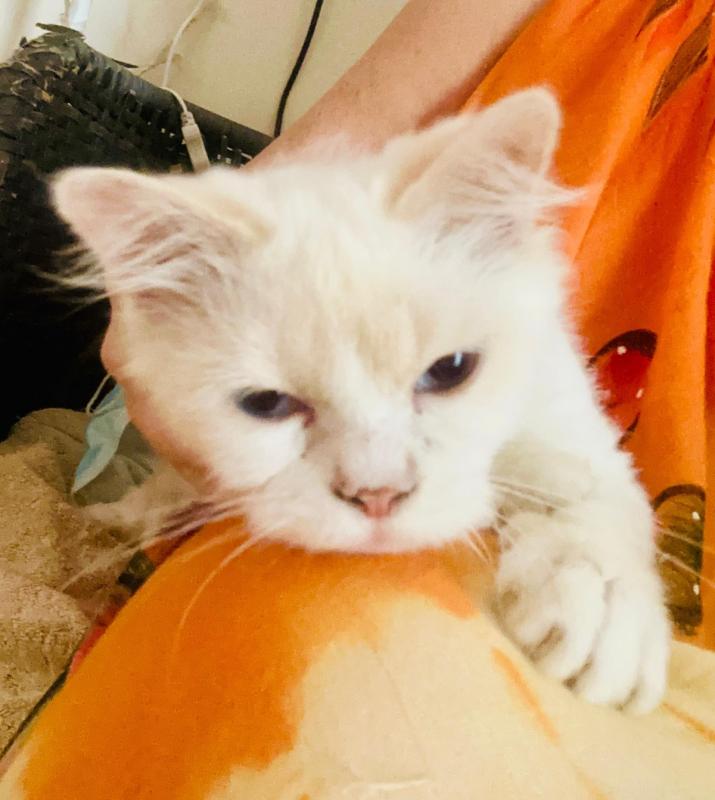 Royal Whiskers