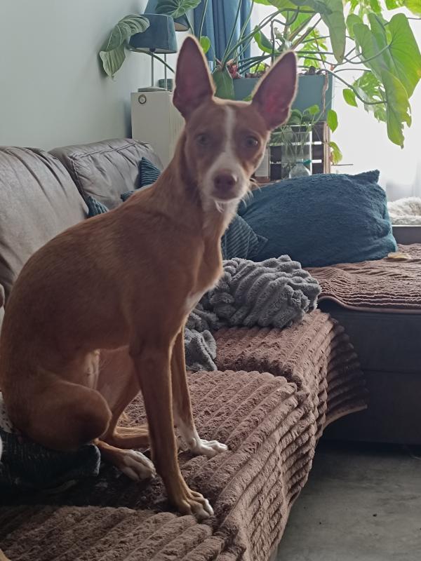 Nova