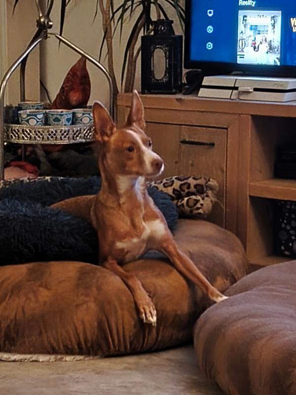 Nova