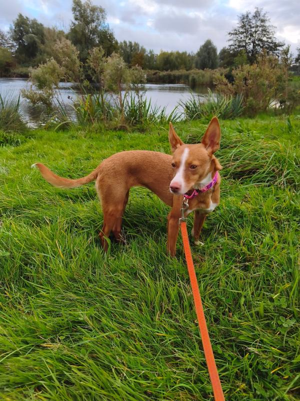 Nova
