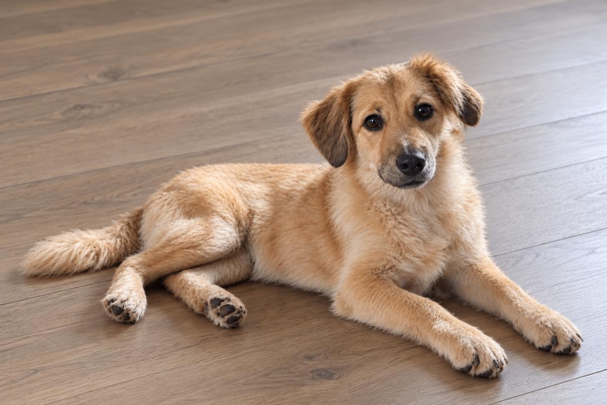 Duke
