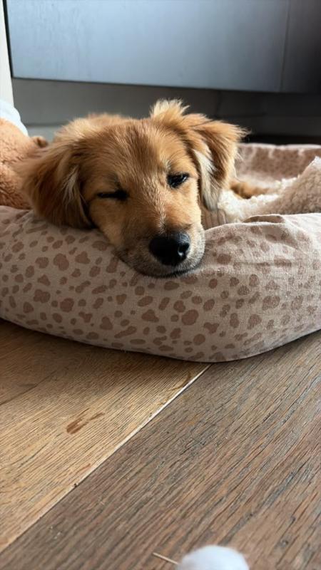 Duke