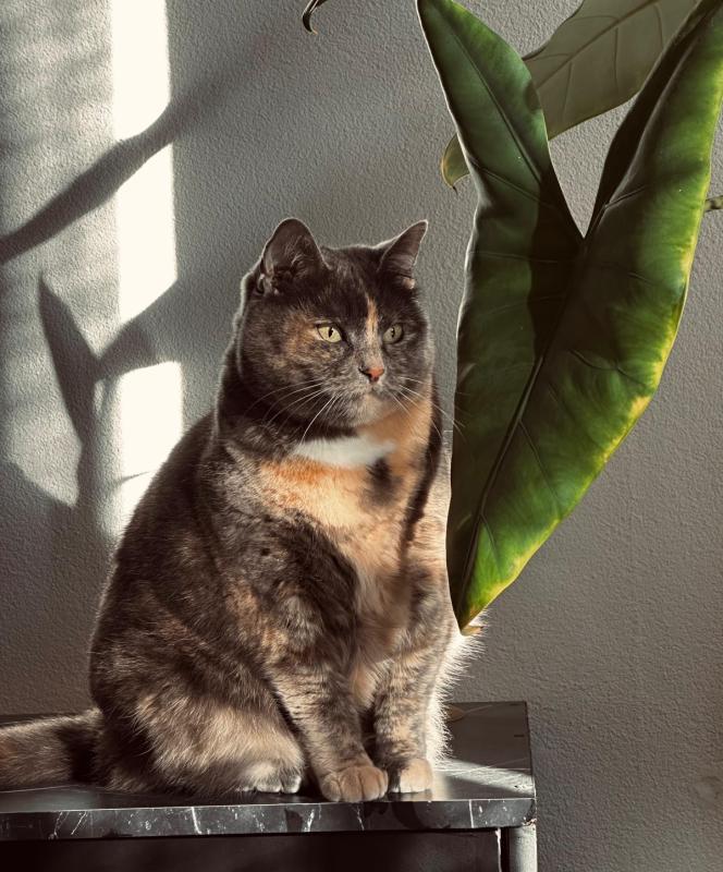Mable