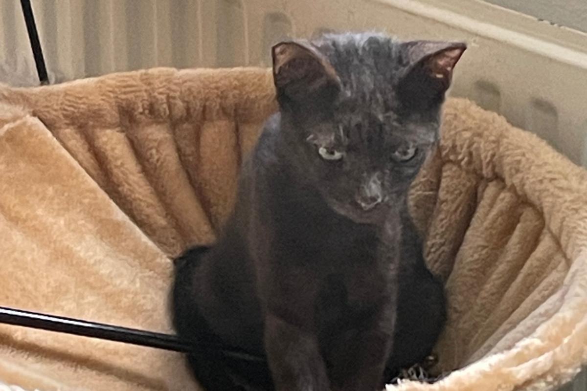 Oscar