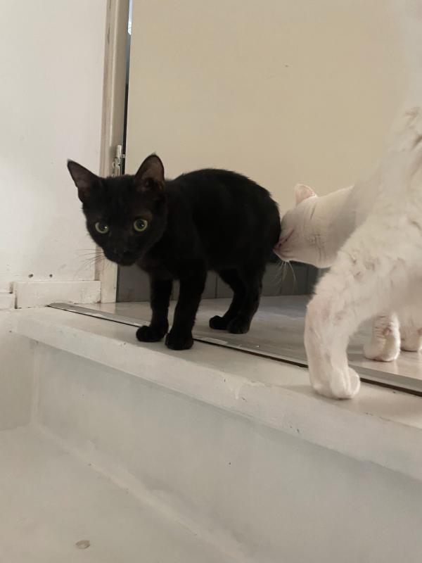Oscar