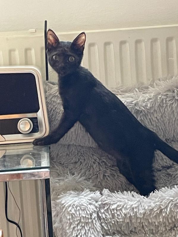 Oscar