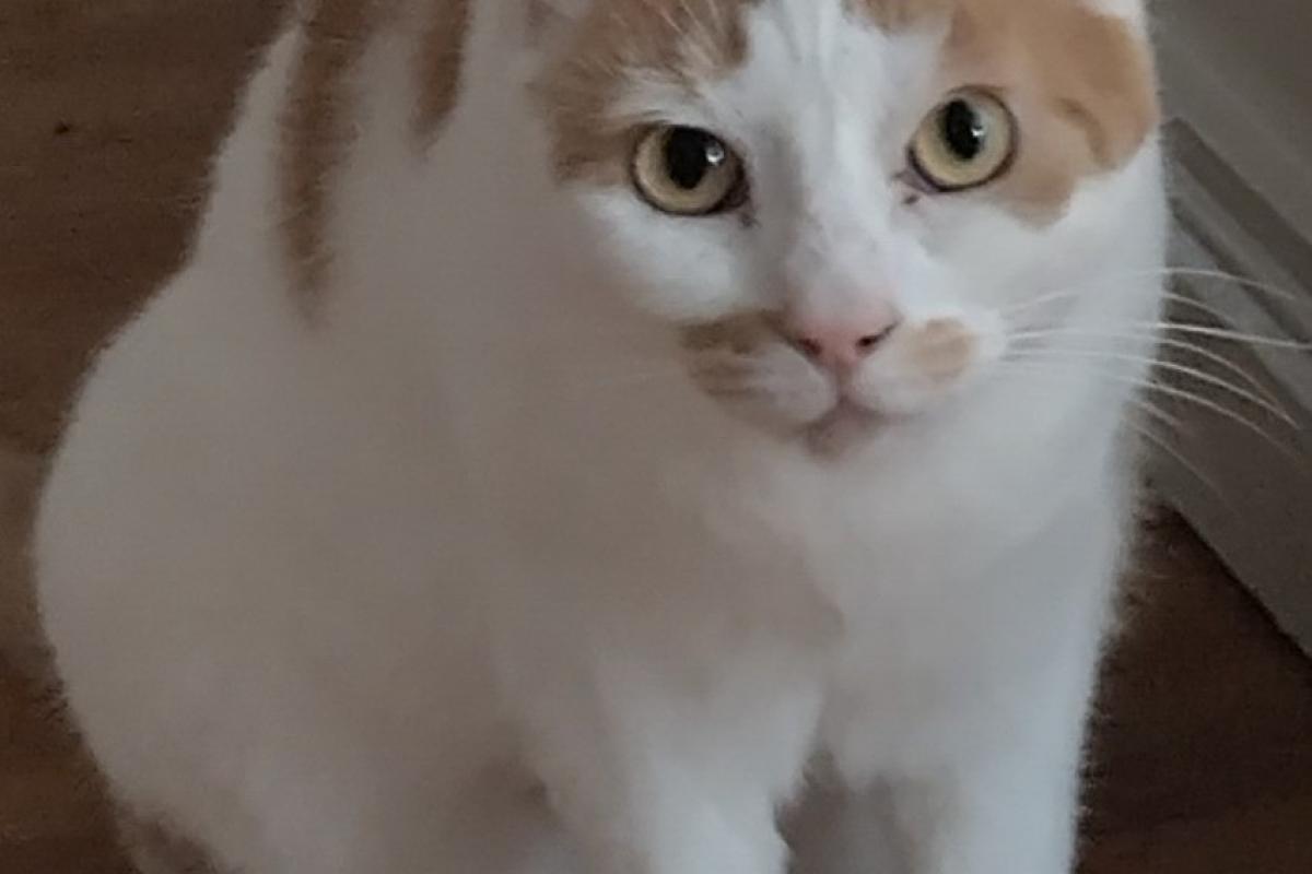 Hera