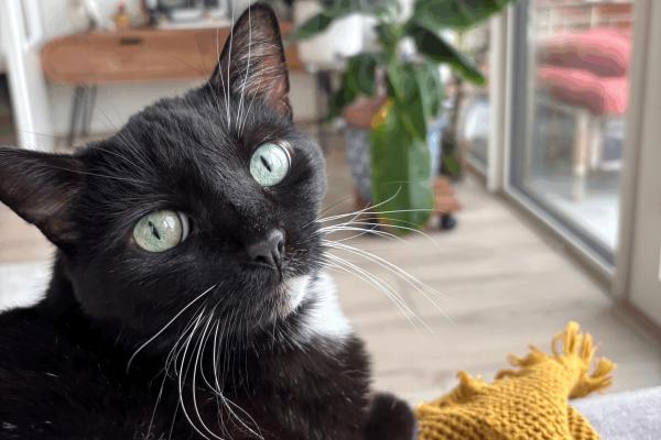 Jiji