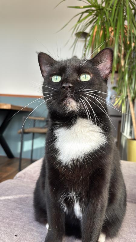 Jiji