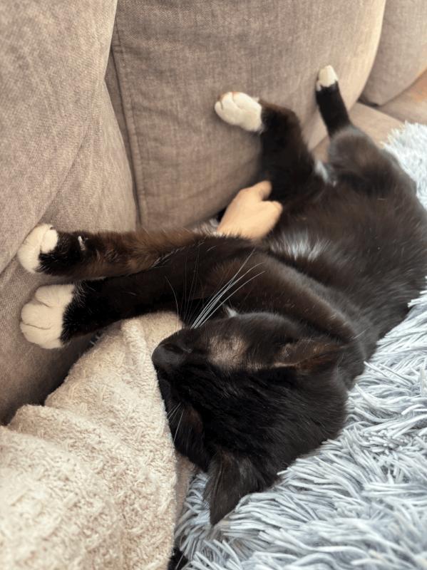 Jiji