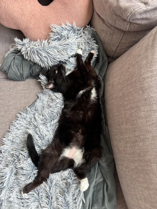 Jiji