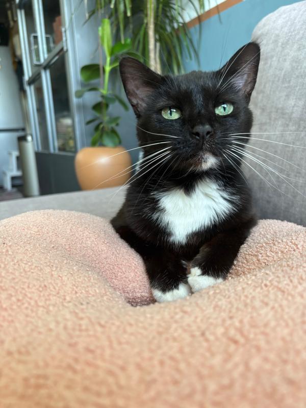 Jiji