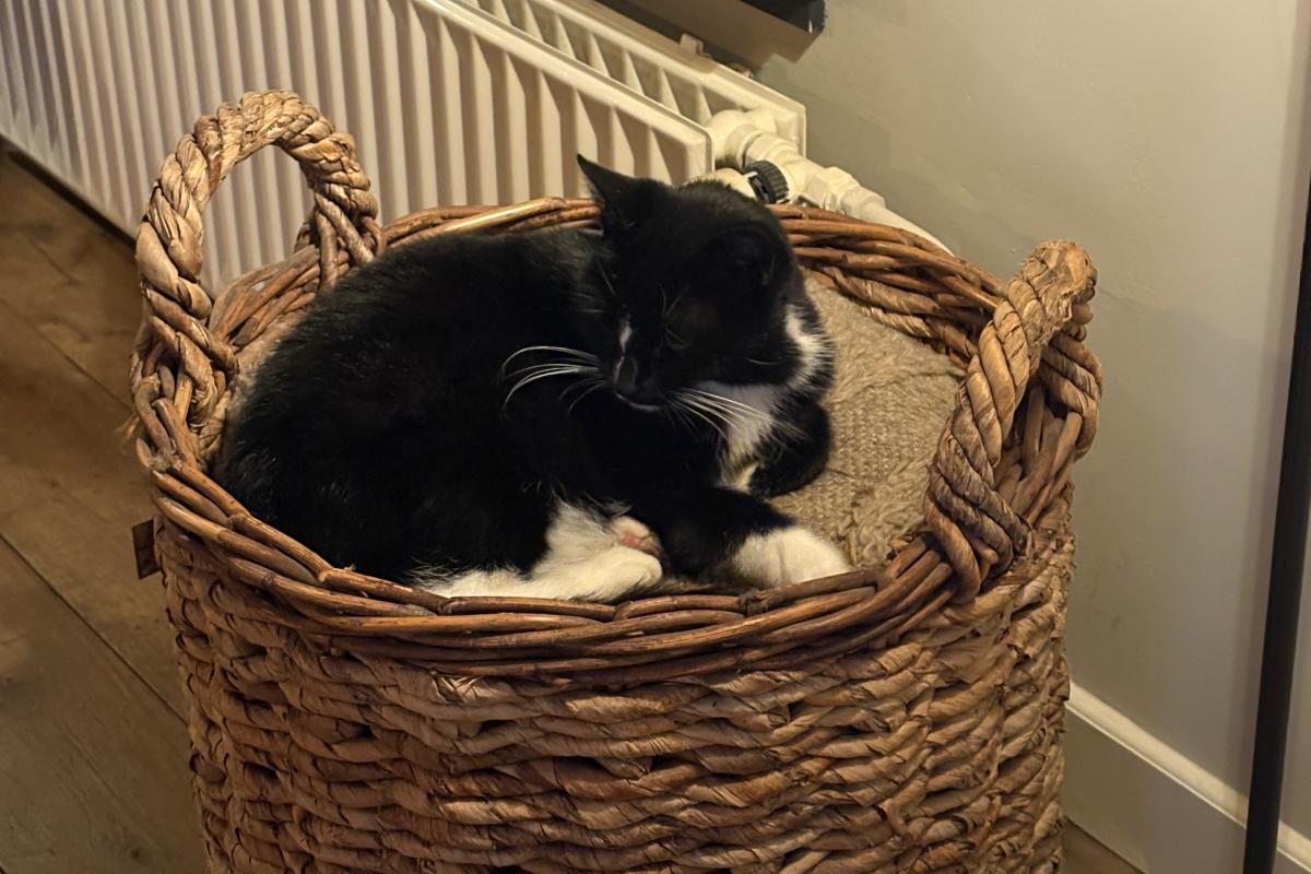 Pip