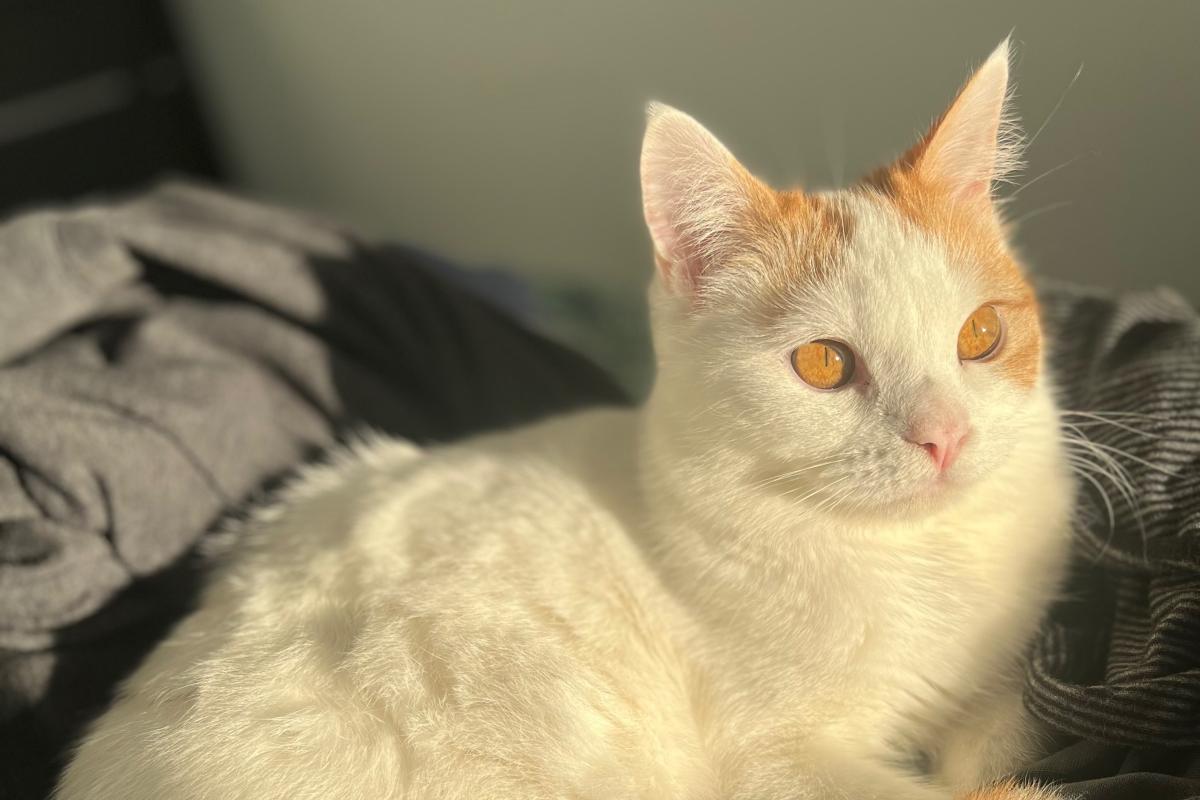 Simba