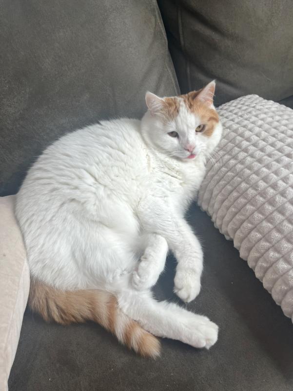 Simba