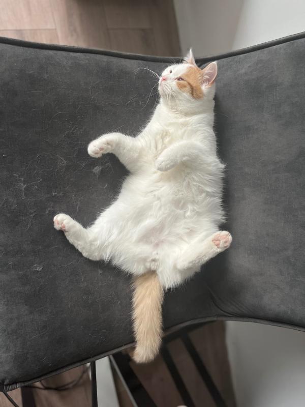 Simba