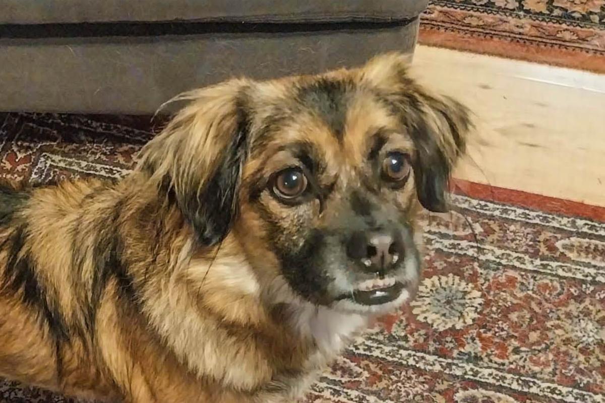 Lulu
