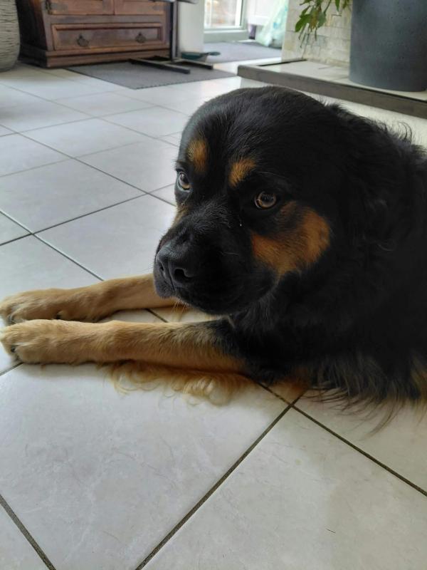 Luca