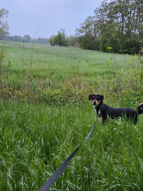 Chester