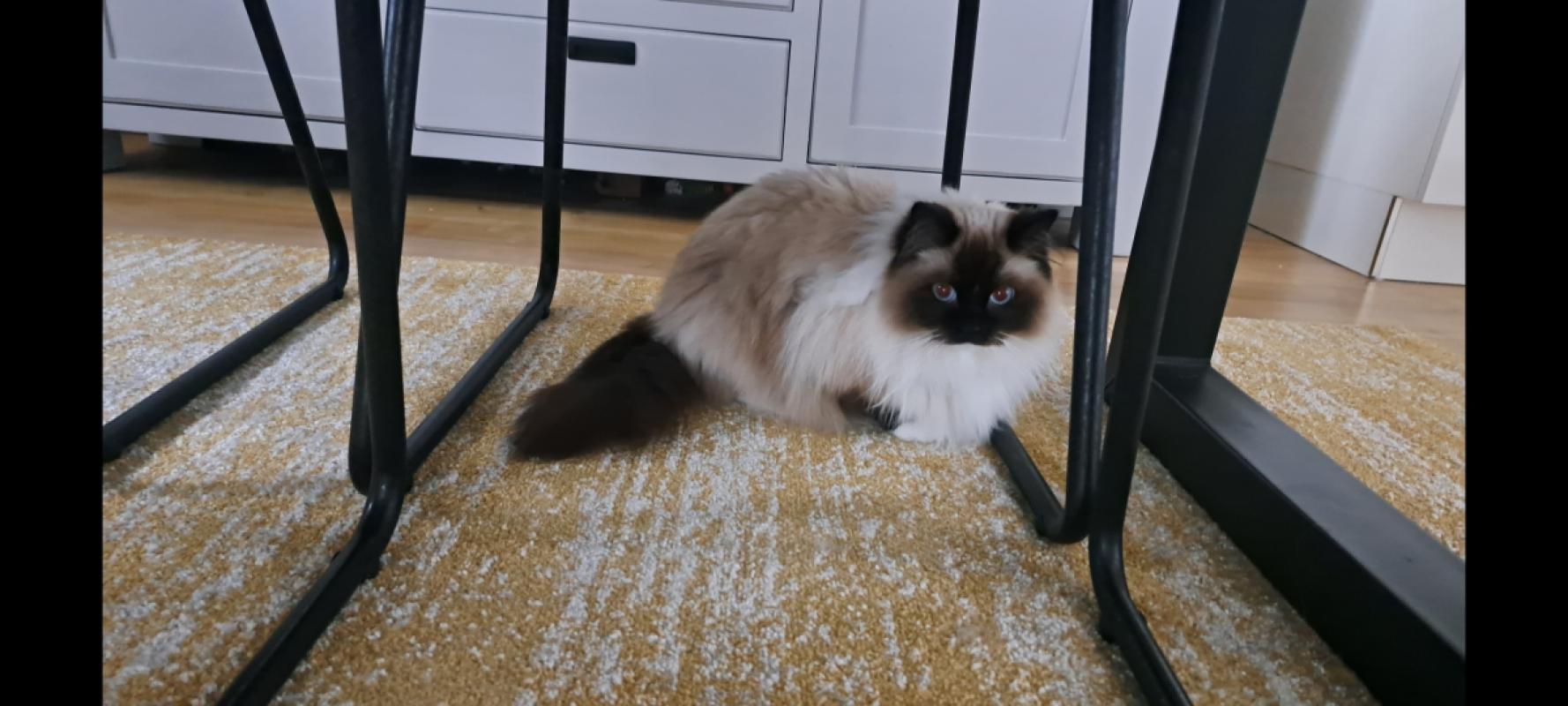 Morty