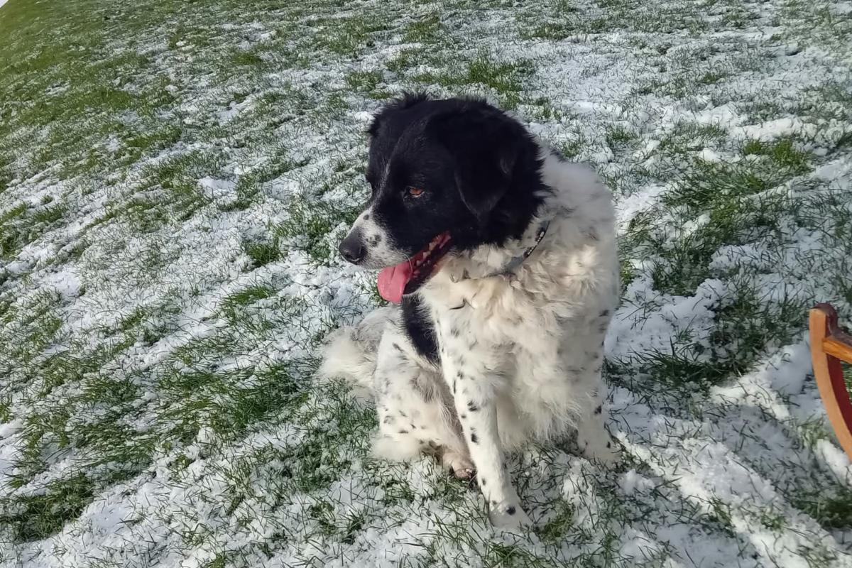 Beau