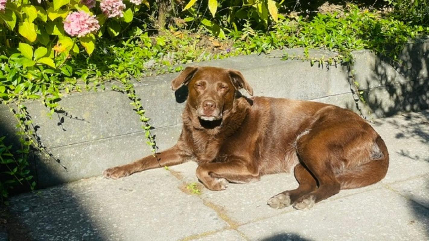 Sophie