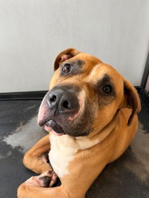 Koda
