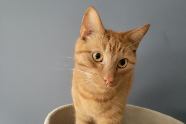 Nacho