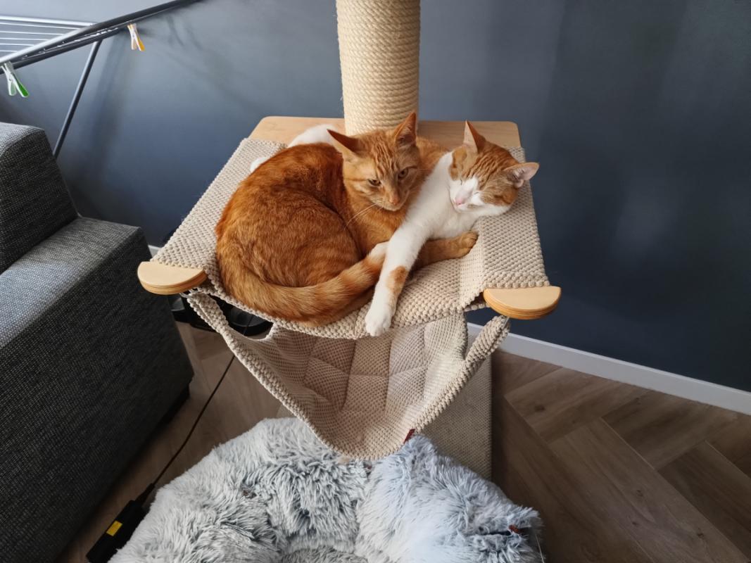 Nacho