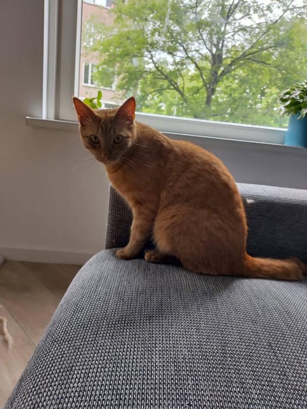 Nacho
