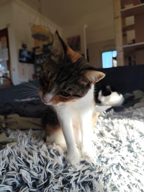 Gina