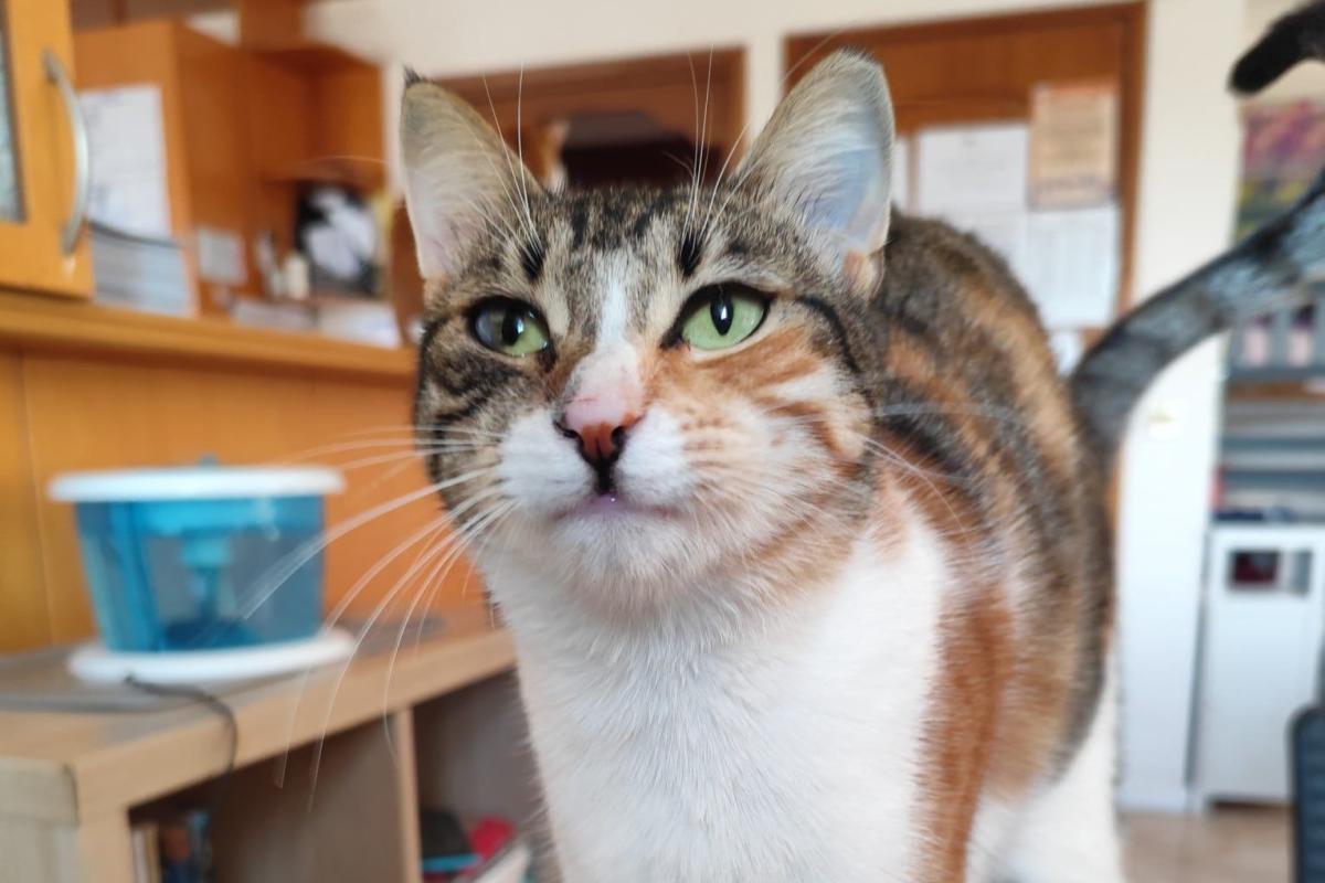 Gina