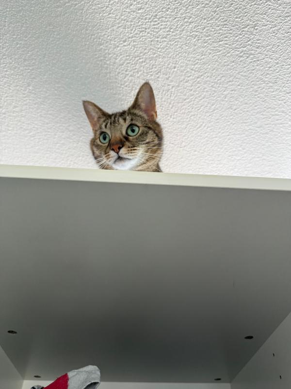 Poes